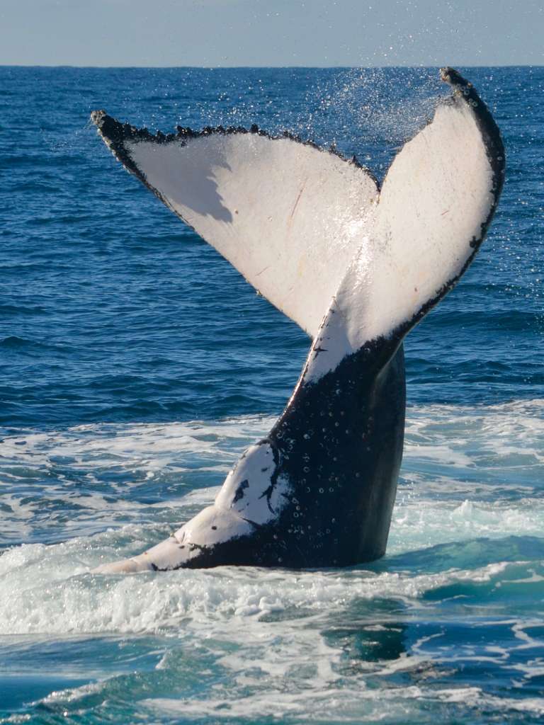 The Amazing Humpback Whale Migration | Visit Moreton Bay Region